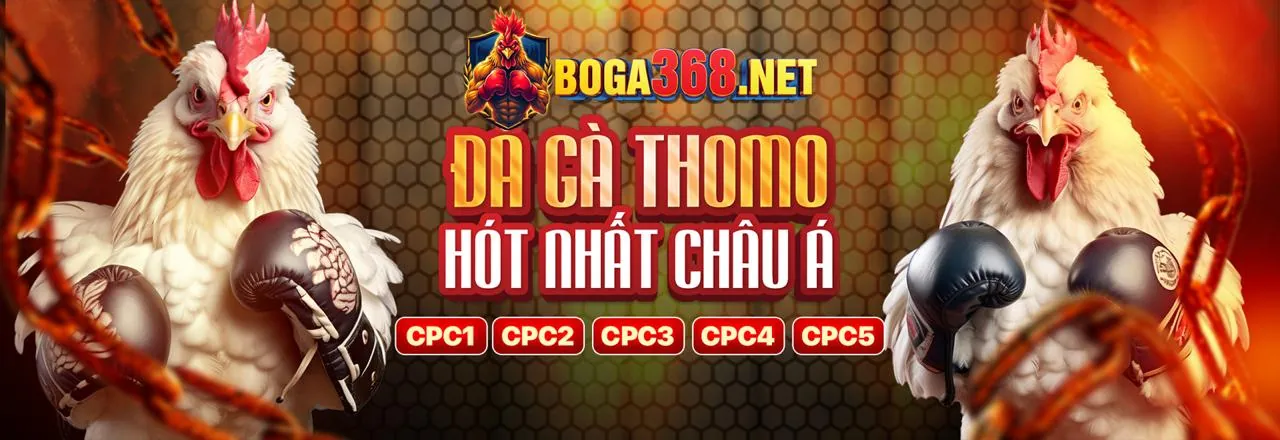 Chuyên gia YO88 chia sẻ kinh nghiệm đá gà